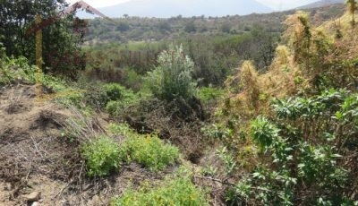 Terreno de 8.5 Hectáreas. San Pedro